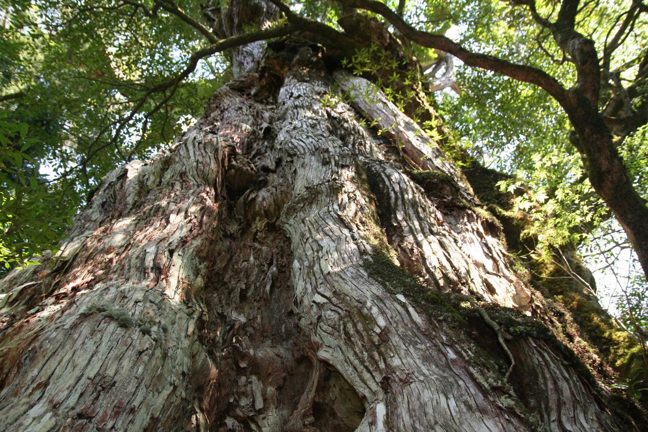 Yakunoyado Taguchi Hotel Yakushima  Luaran gambar